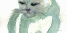 Chats/Cats/Katzen/Gato