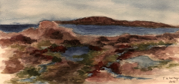 Algues maree basse TN