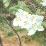 Fleurs blanches 2005