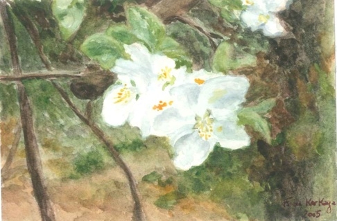 Fleurs blanches 2005