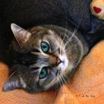 HDRtist HDR Rendering - http://www.ohanaware.com/hdrtist/