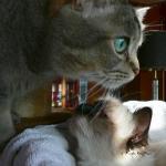 C'est mon BB - C'est ma Maman