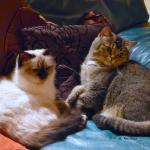 Comfortable TV evening