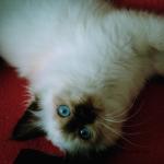 Merveilleuse Nouchka