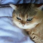 Pimousse tout en charme