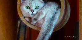 Chatterie de Ker Kaya