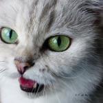 Yanis speaking to me