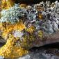 Abstract Lichens