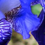Iris blue