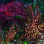 Bois des moutiers fall 2012 (45)