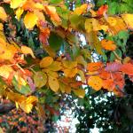 Chant d'automne 2012 (20)