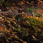 Chant d'automne 2012 (30)