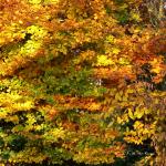 Chant d'automne 2012 (9)