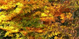 Couleurs d'automne