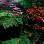 Bois des moutiers fall 2012 (54)