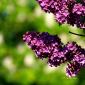 Couleur lilas