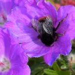 Ivre de soleil et de pollen