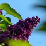 Lilas