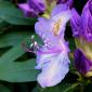 Rhododendron