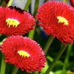 Couleurs fascinantes