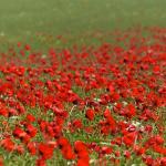 Poppies in the wind III
