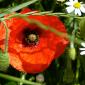 Poppies in the wind IV