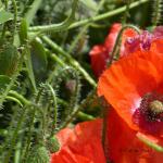 Poppies in the wind V