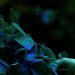 Bois des Moutiers  (88) Summer 2012