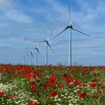 Poppies in the wind I