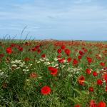Poppies in the wind II