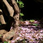 Bois des Moutiers (17) Juin 2012