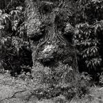 Bois des Moutiers (73) Mai 2012