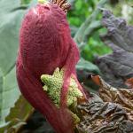 Bois des Moutiers (83) Mai 2012