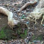 Bois des Moutiers (127) mars 2012