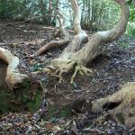 Bois des Moutiers (128) mars 2012