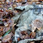 Bois des Moutiers (46) mars 2012