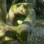 Bois des Moutiers (82) mars 2012