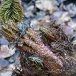 Bois des Moutiers (90) mars 2012