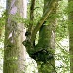 Forest creatures - Loreleï