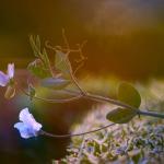 Fleur du crépuscule