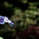 Bois des Moutiers  (68) Summer 2012