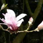 Bois des Moutiers (12) Avril 2012