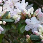 Bois des Moutiers (21) Avril 2012