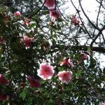 Bois des Moutiers (24) Avril 2012