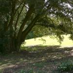 Bois des Moutiers (25) avril 2012