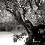 Bois des Moutiers (34) avril 2012