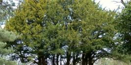 Bois des Moutiers - Avril - Romantique