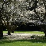 Bois des Moutiers (41) avril 2012