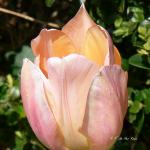 Bois des Moutiers (44) avril 2012