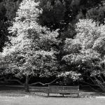 Le Bois des Moutiers (3) avril 2012